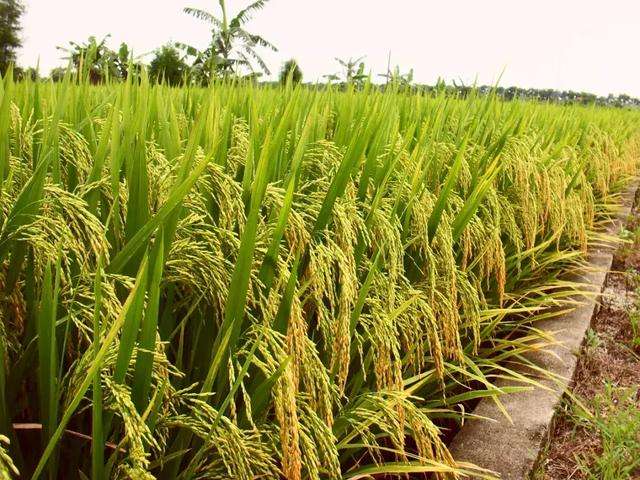农村以前种的二季水稻什么原因导致种二季水稻的都不多了？