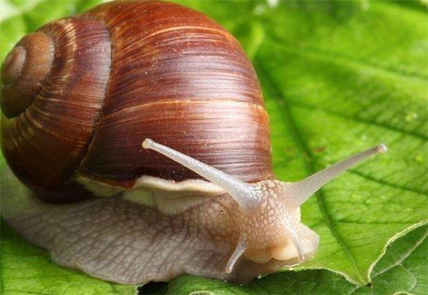 白玉蜗牛常见疾病有哪些？找到发病原因进行正确的治疗