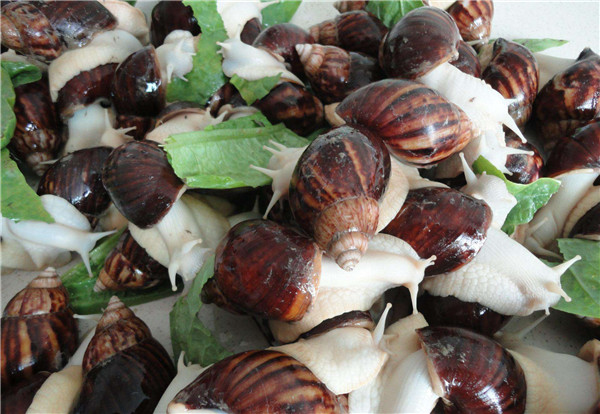 蜗牛养殖户要知道的白玉蜗牛的三种养殖方法