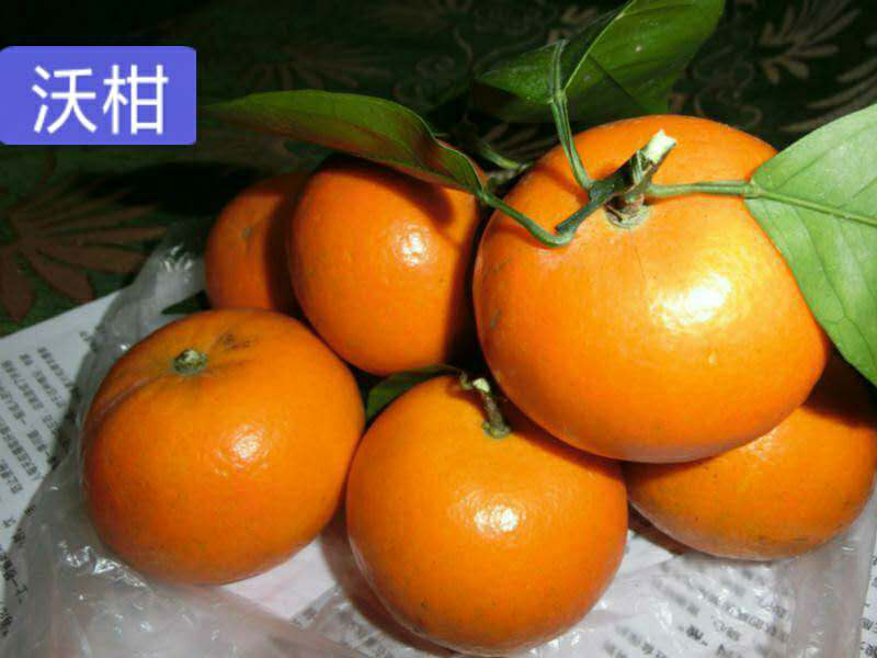 沃柑