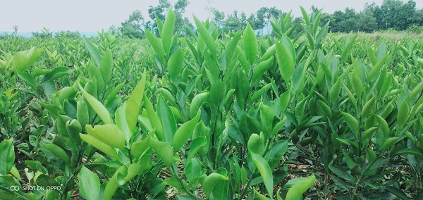 宜昌蜜橘