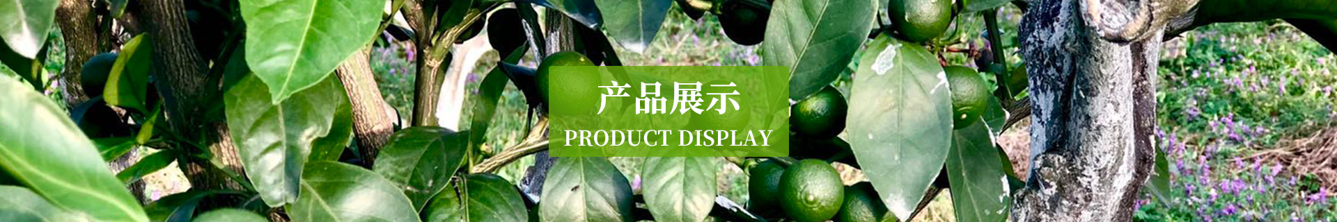 产品展示