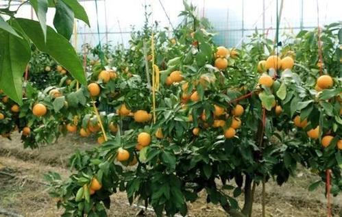宜昌柑桔的四季種植管理技術