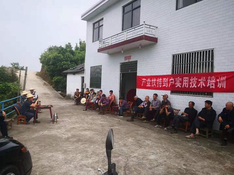 柳津滩村柑桔品改培训