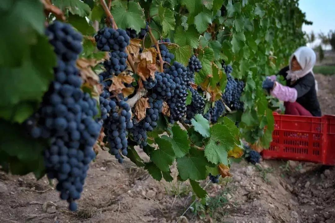 文献分享 | 叶幕管理对酿酒葡萄与葡萄酒品质的影响