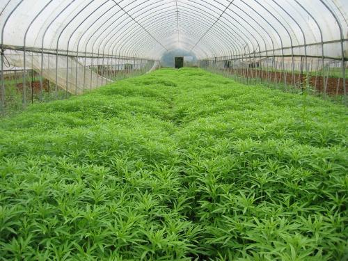原来四川蔬菜大棚里面有这些装置啊！
