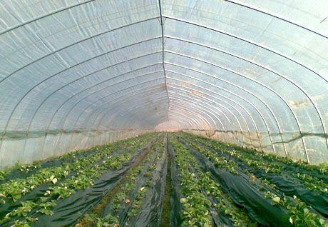 四川蔬菜温室大棚如何才能使用得更加的长久？