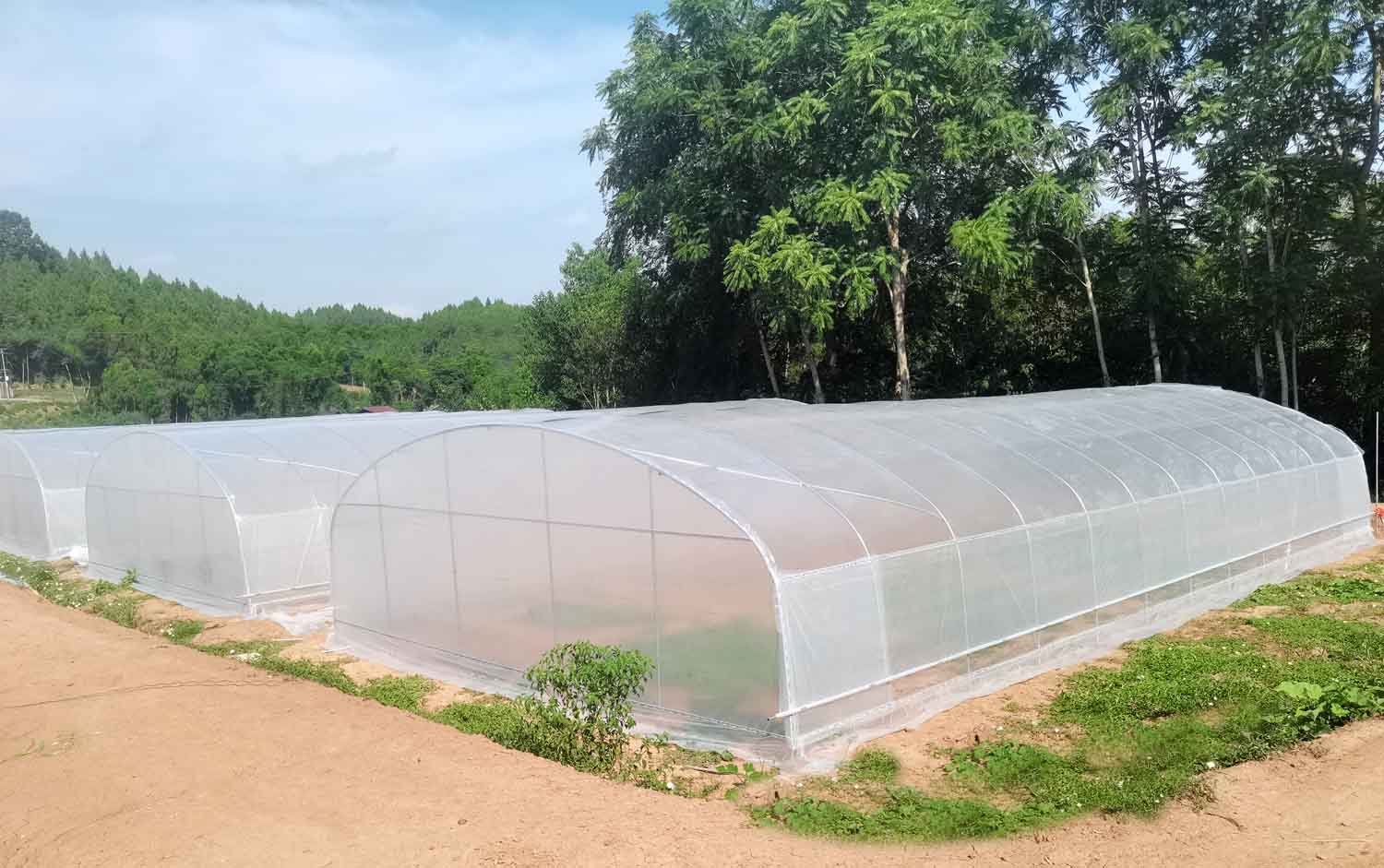 单体蘑菇种植大棚