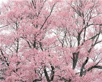 樱花树的夏季移栽技术要点