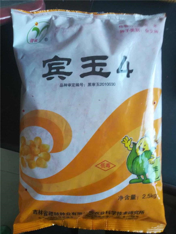 玉米种子 宾玉4号 长期大量供应