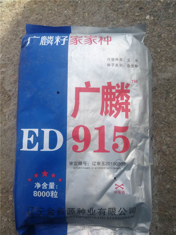 广麟ED915 玉米种子 超甜水果玉米种子批发