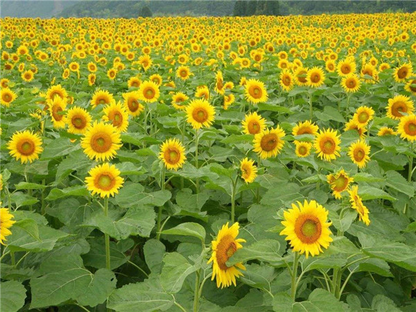 向日葵种植 向日葵种子价格 太阳花种子 葵花籽 高产 基地批发销售
