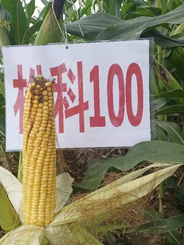 鉴别优 质玉米种子的方法