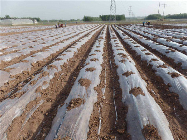 大棚地膜怎样选择？它都有哪些不同的作用