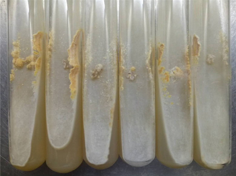 四川食用菌菌∴种-羊肚菌母种