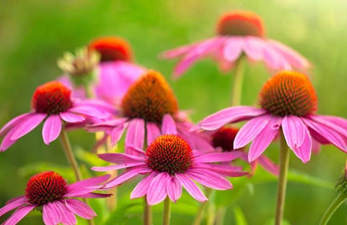 秋冬季节猪口蹄疫并发症怎么办，紫锥菊提取物帮你解决！
