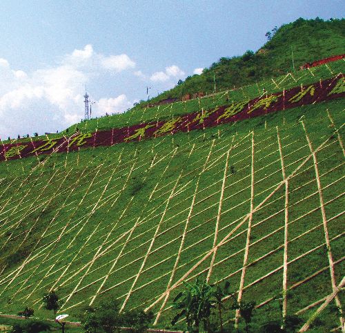适合四川边坡绿化的草品种有哪些？