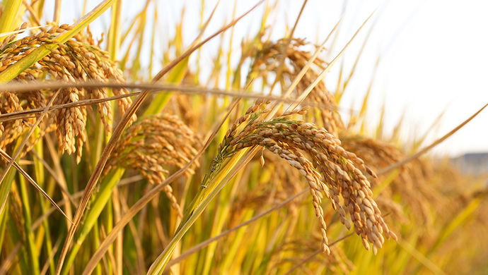 日常中吃�的大米 ，你知道它是怎么→种植出来的吗？