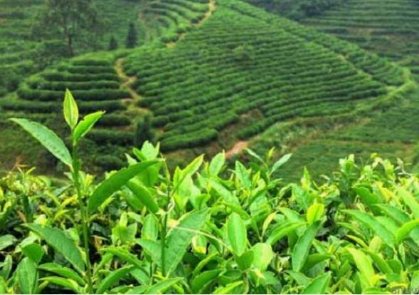 红茶的种植方法是什么？
