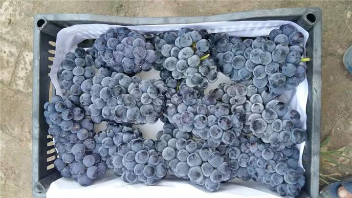 如何保鮮葡萄？宜昌果蔬冷庫告訴大家葡萄的保存方法