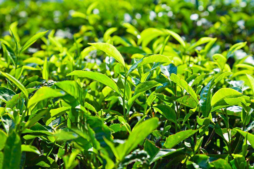 富硒茶是什么茶？是绿茶吗？