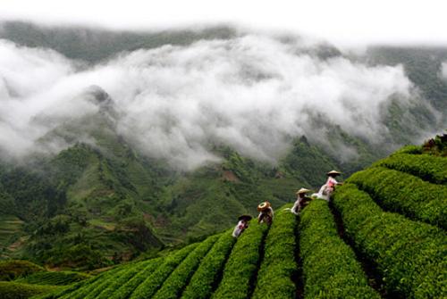 恩施富硒茶叶的种植方法！