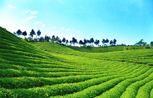 恩施富硒茶叶鲜叶的采摘∮标准及茶叶的制作规程