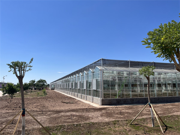 新疆喀什市伽师县新梅产业园玻璃温室育苗大棚