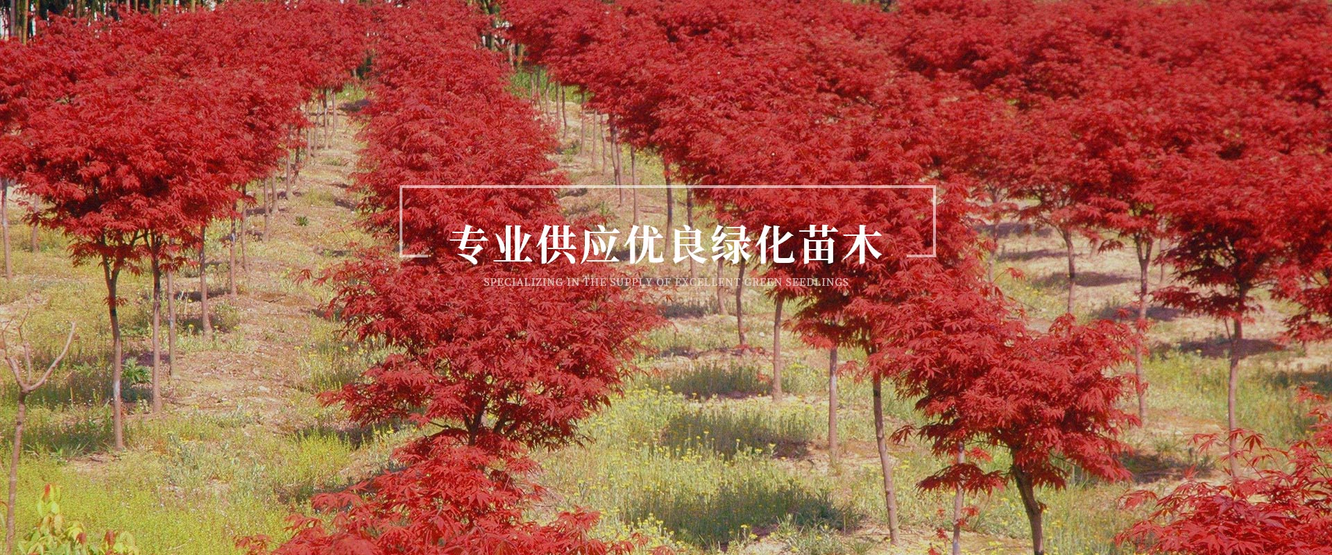 四川桂花树