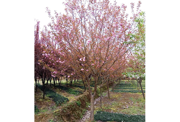 四川樱花树