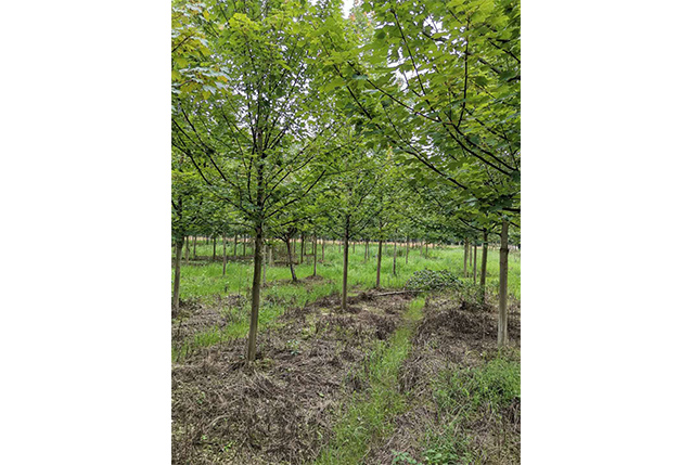 四川美国红枫种植成功案例