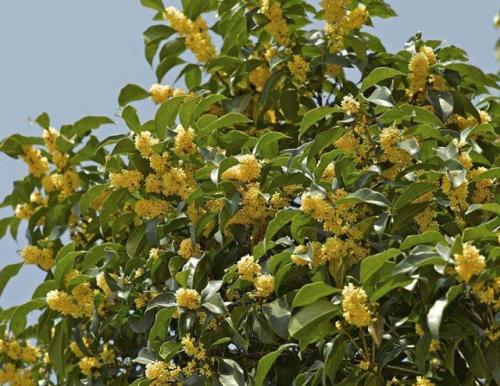 桂花树