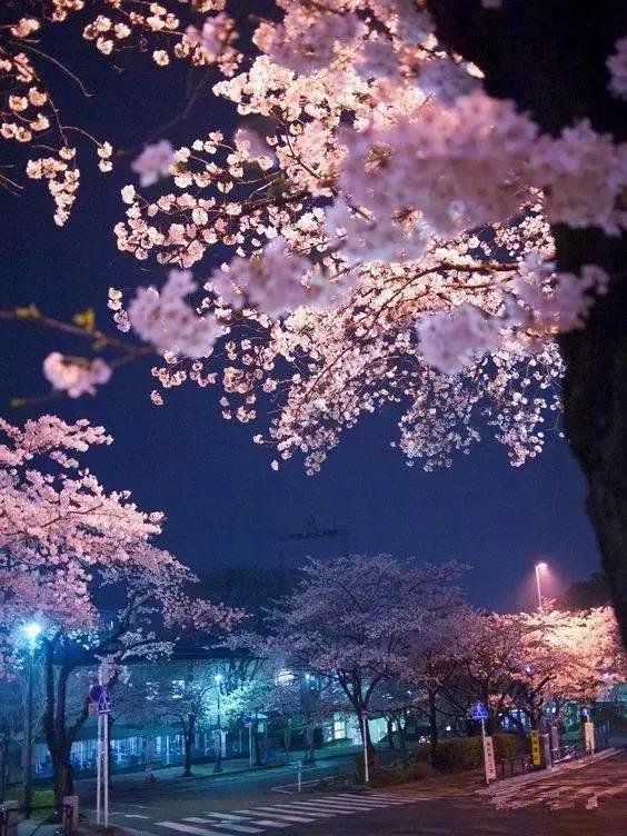 日本那么多樱花树，为什么不结樱桃果？
