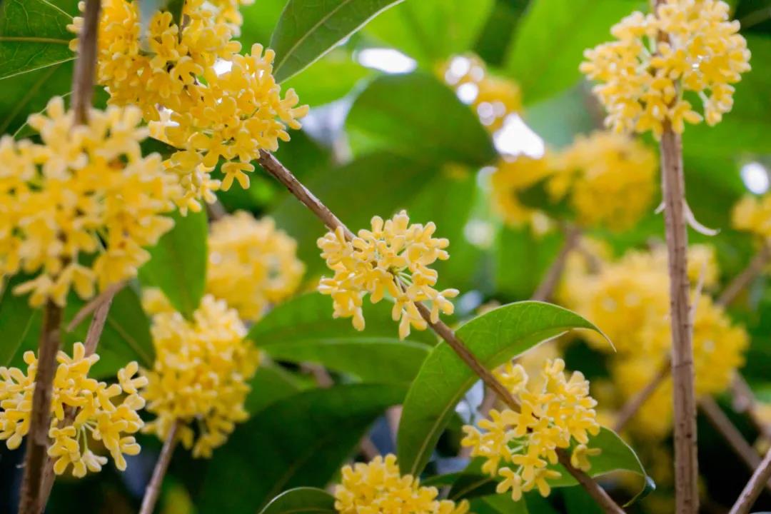 桂花树