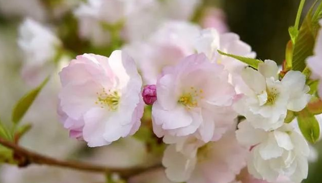 四川樱花树