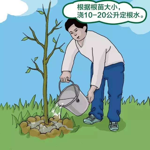 你知道四川绿化苗木种植规范吗？