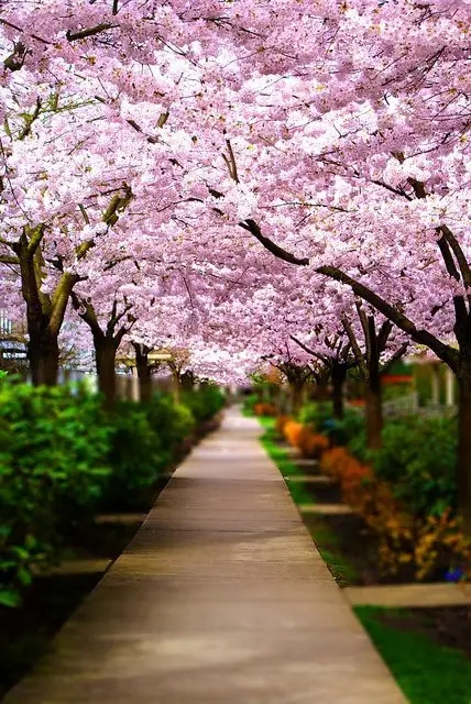 四川樱花树
