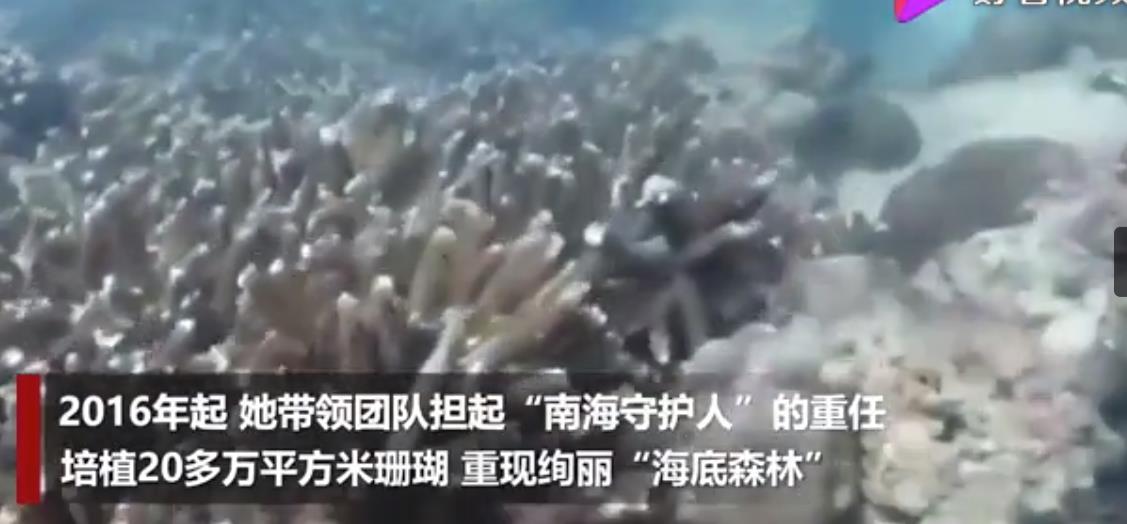 拧一个螺丝要半小时 一群人12年在海底种下6万株珊瑚