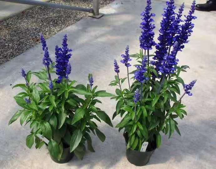 西安草花种植