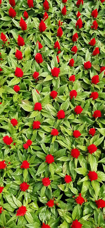 西安草花批发