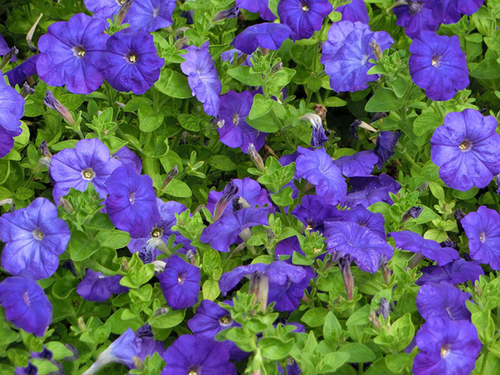 西安草花种植