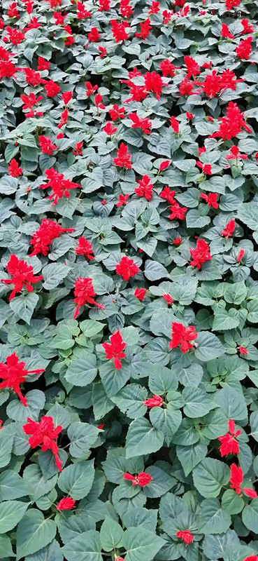 西安草花租赁