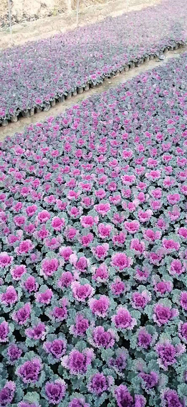 西安草花批发