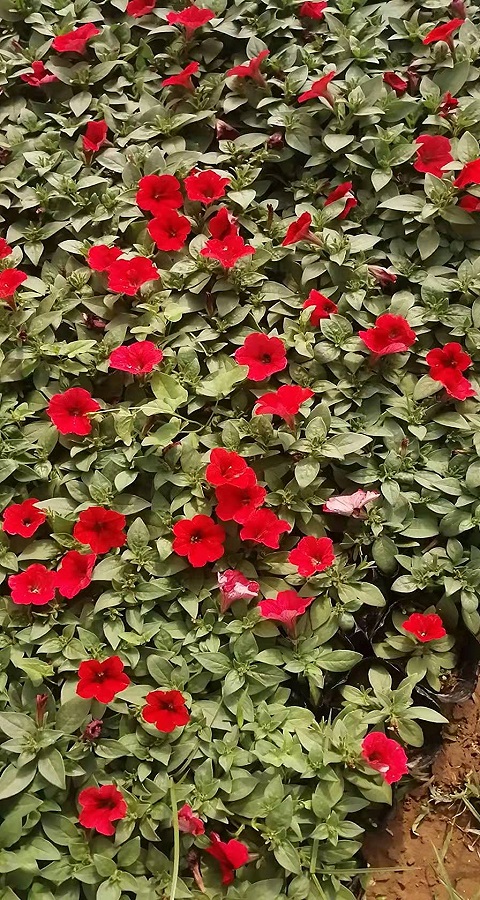 西安花卉基地，西安草花，西安草花种植
