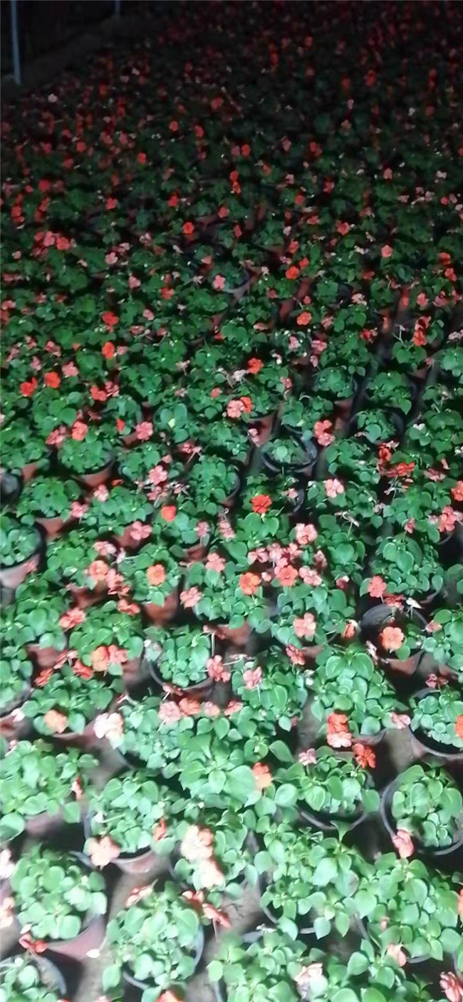 四季海棠