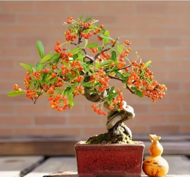 小编向你讲解观花植物与观果植物的选择与应用？