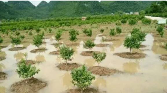 dafabet大发黄金版种植基地——分享暴雨过后，如何养护草坪苗木？