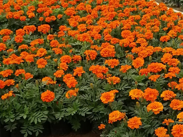 春季草花