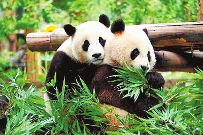 大熊猫“迈迈”“灵岩”落户栾川，22日将与游客见面