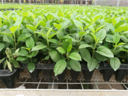需要改型新模式（矮化密植）的5種蘋果園